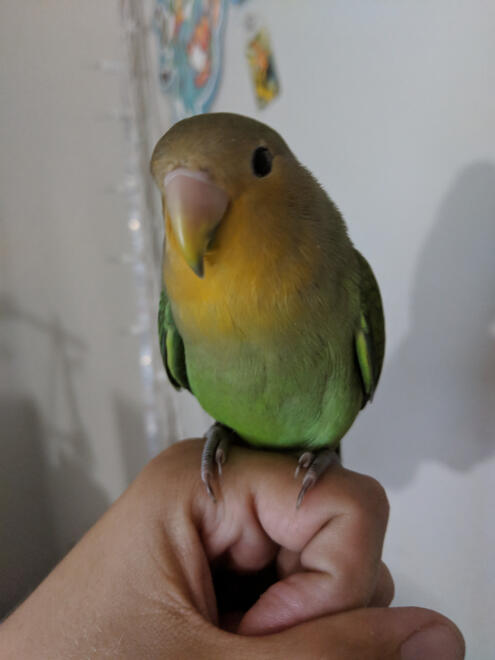 Paopu